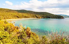 Cala violina