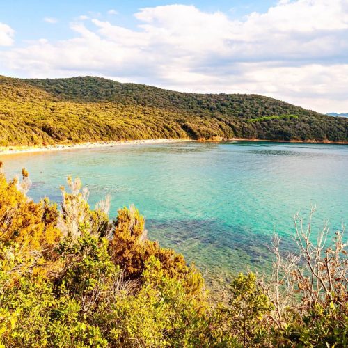 Cala violina